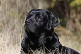 LABRADOR 749